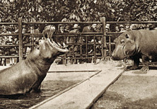 Die Flusspferde im Tiergarten Schönbrunn