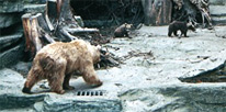 Die Bären im Tiergarten Schönbrunn