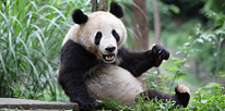 Tiergartendirektorin besucht Fu Long