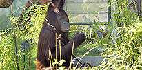 Neuer Futterapparat unterh�lt Orang-Utans