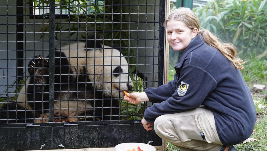 Panda Fu Bao reist nach China!
