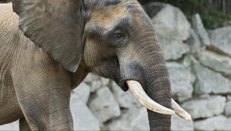 Elefant Shaka übersiedelt nach England
