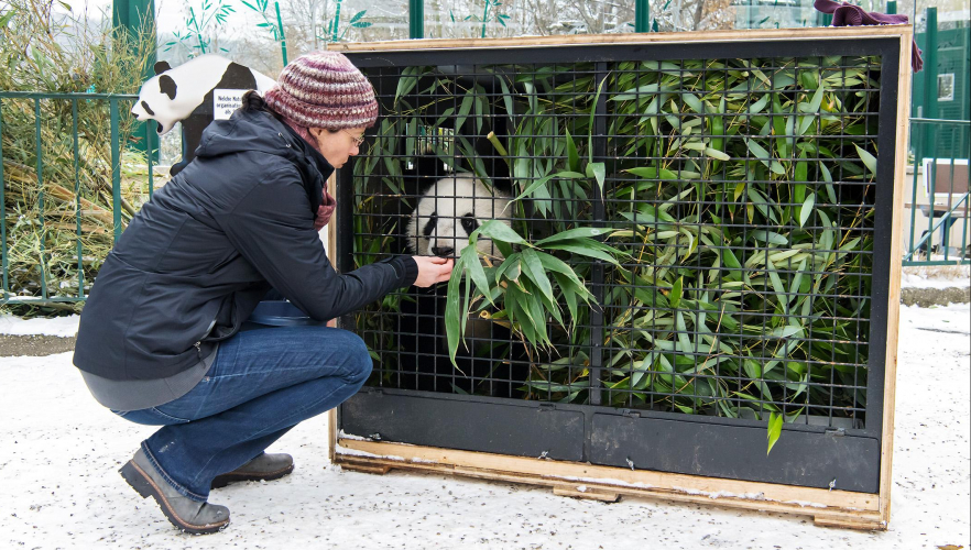 Panda-Zwillinge sind auf dem Weg nach China