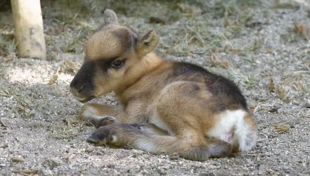 Rentier geboren