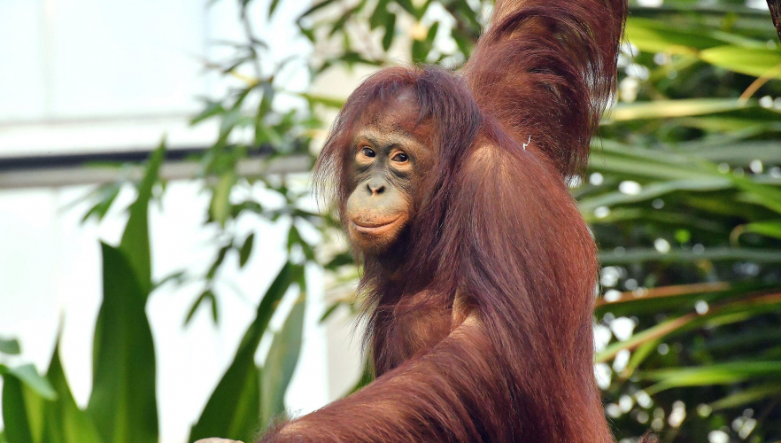 Herzlich willkommen, Orang-Utan-Weibchen Surya!