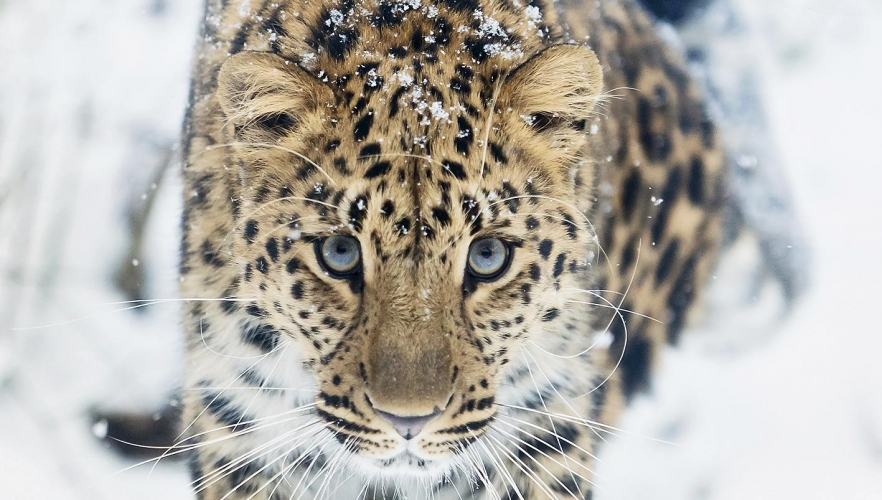 Tierischer Schneespaß in Schönbrunn