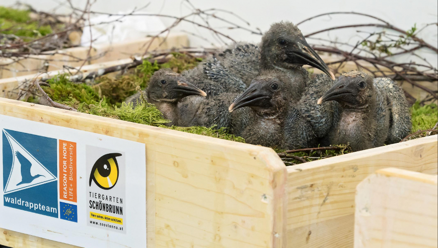 Ziehmütter für seltene Waldrapp-Küken im Tiergarten Schönbrunn