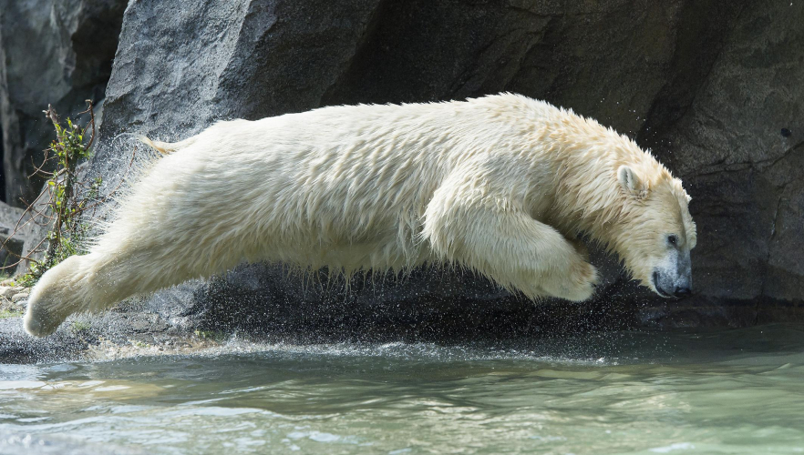 Tiere gehen bei Hitze baden