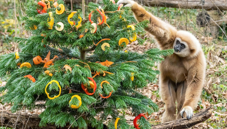 Tiergarten Schönbrunn bleibt geschlossen