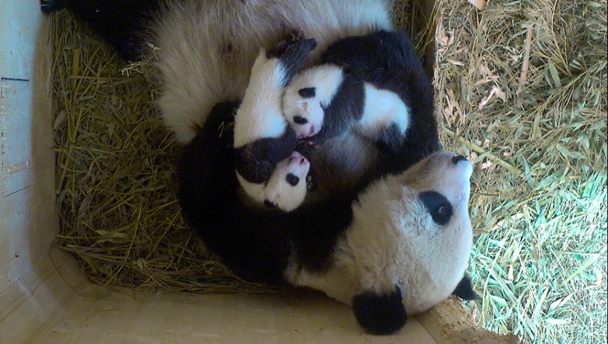 Die Panda-Namenssuche beginnt!