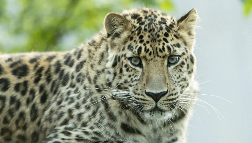 Blind-Date bei den Leoparden