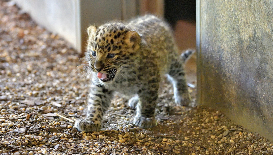 Leoparden-Nachwuchs im Tiergarten Schönbrunn