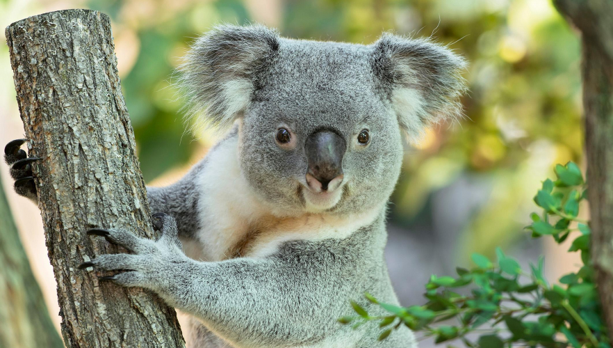 Erster Koala-Nachwuchs im Tiergarten Schönbrunn