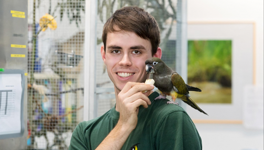 Felsensittich mit Hand aufgezogen