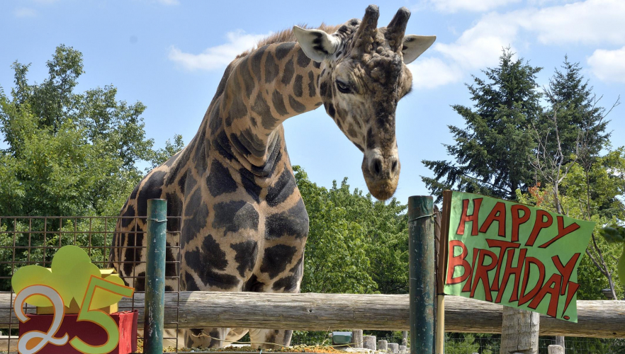 Ältester Giraffenbulle Europas feiert Geburtstag