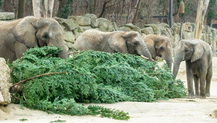 Nadeliges Neujahrsgeschenk für Schönbrunner Elefanten