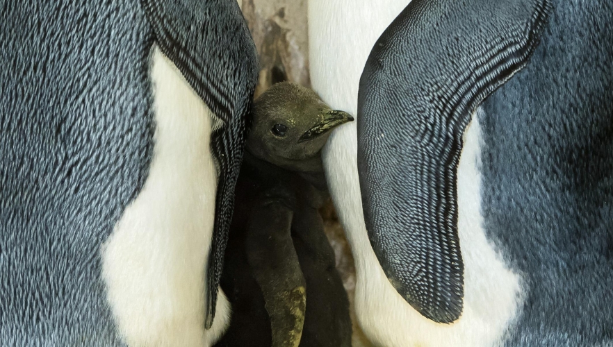 Königspinguin Küken in Schönbrunn