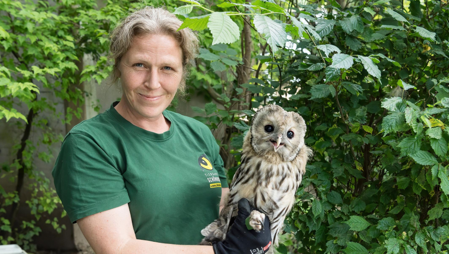 Herzige Käuze erwartet das Abenteuer „Wildnis“