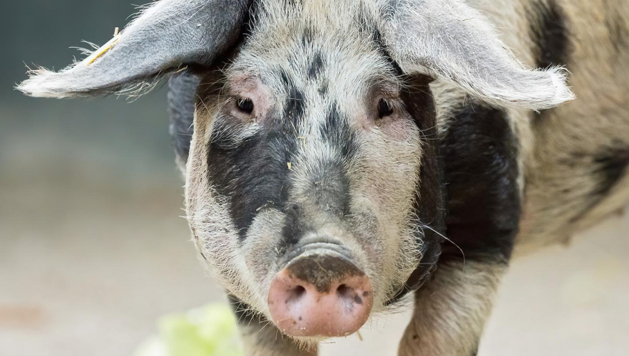 Im Tiergarten Schönbrunn geht’s nun schweinisch zu!