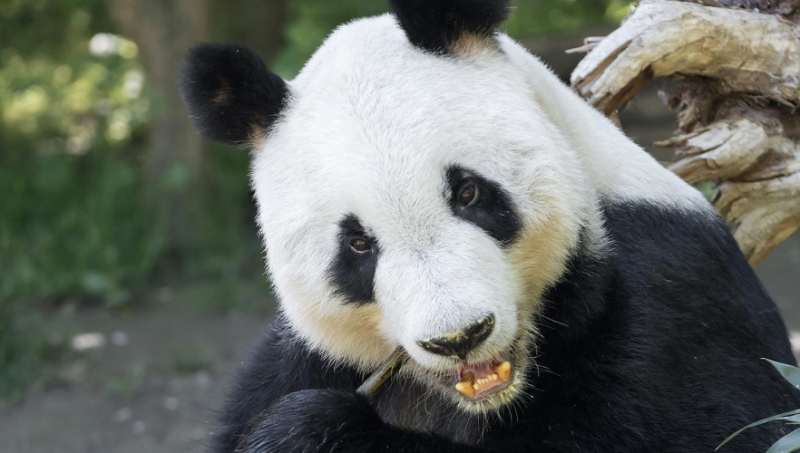Kräftiges Besucherplus im Tiergarten Schönbrunn
