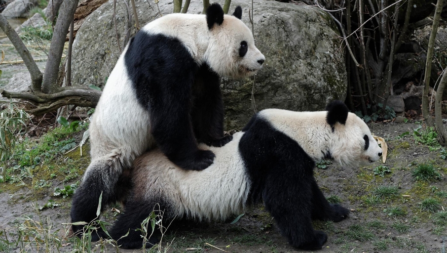 Die Pandas paaren sich!