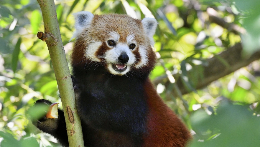 Große Hilfe für den kleinen Panda