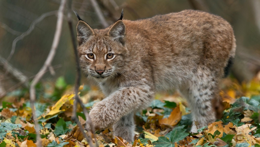 Platz 2 für den Tiergarten Schönbrunn