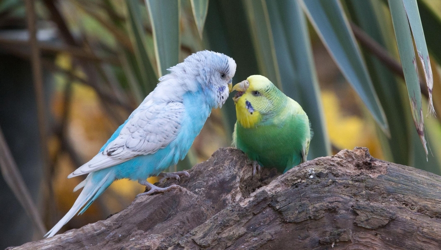 Vogelgrippe-Tests negativ