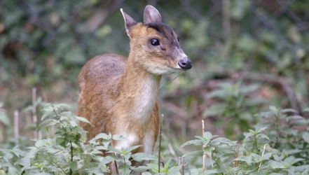 Mini-Hirsche im Tiergarten