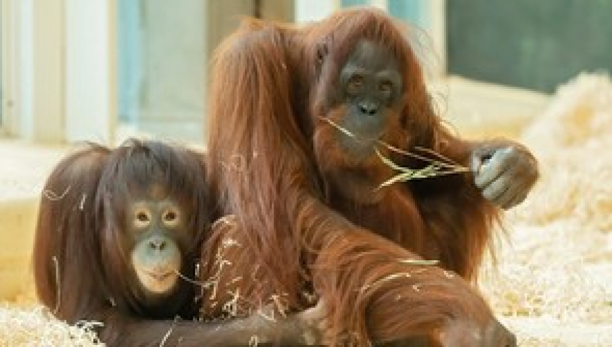 Erste Bilder der neuen Orang-Utans