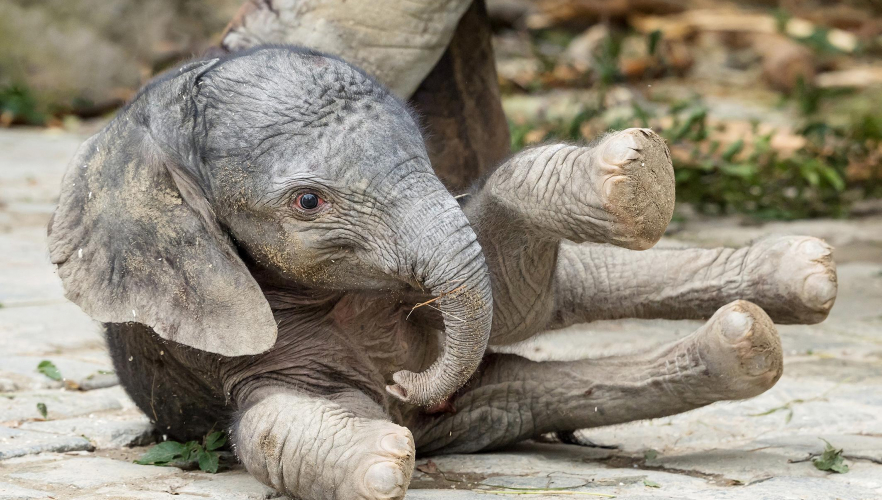Elefantenbaby im Tiergarten Schönbrunn geboren