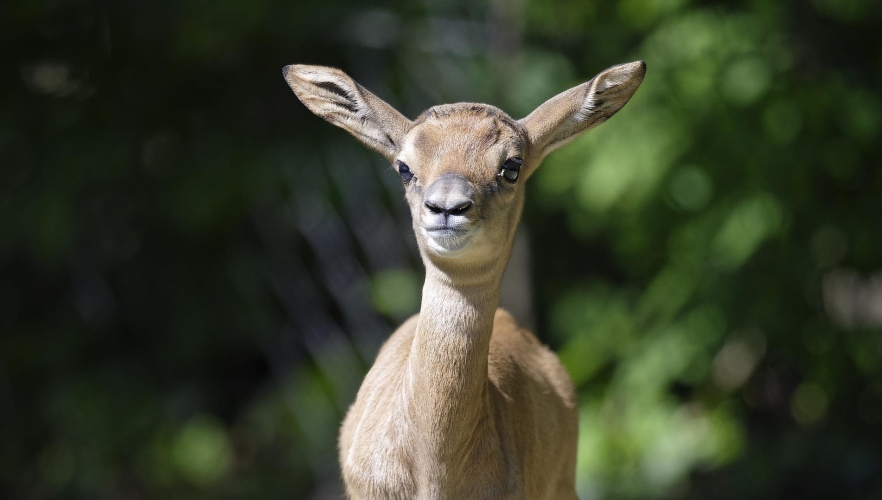 Extrem seltene Mhorrgazelle geboren