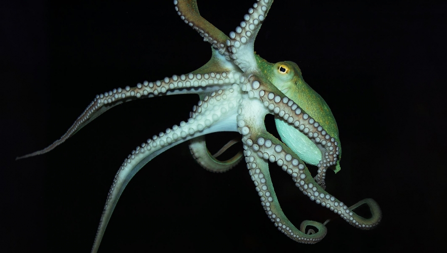 Krake als neuer Star im Aquarienhaus