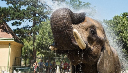 Kühle Dusche bei tierischer Hitze