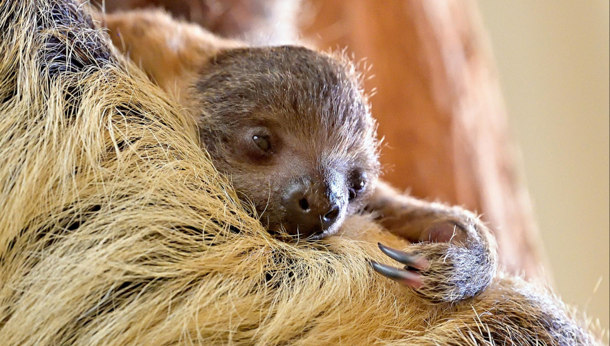 Faultier-Nachwuchs im Tiergarten Schönbrunn