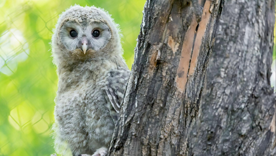 Habichtskauz aus Schönbrunn wird wiederangesiedelt