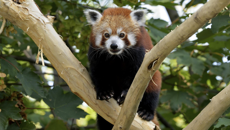 Die Roten Pandas sind zurück!