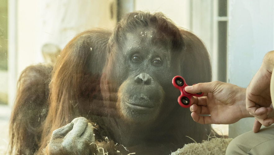 Orang-Utan testet Fidget Spinner