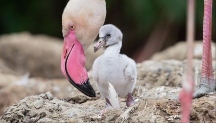 19 Flamingo-Küken geschlüpft