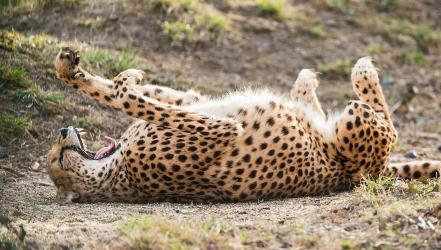 Zootiere zieht es in die Sonne