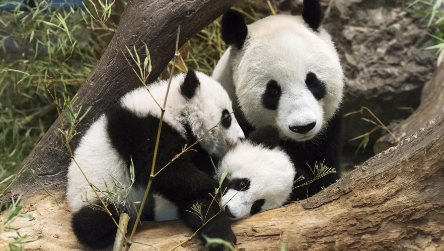 Panda Zwillinge sind 5 Monate alt