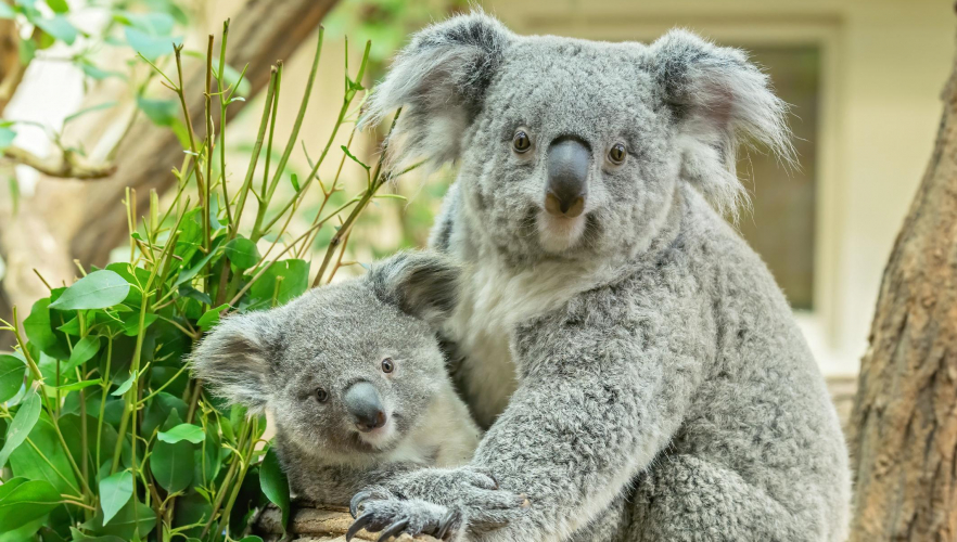 So groß ist das kleine Koala-Mädchen schon