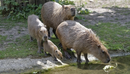 Badespaß für Wasserschweine