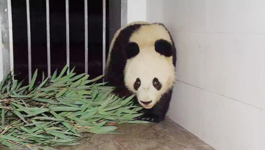 Fu Bao ist gut angekommen!