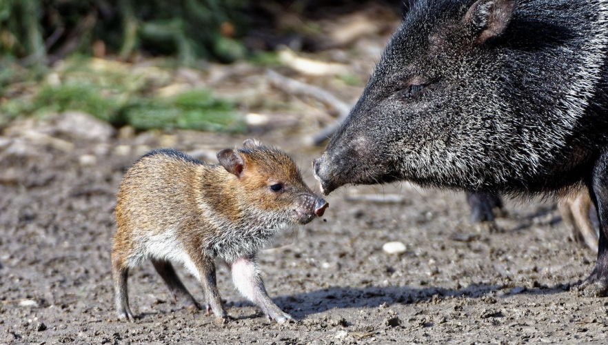 Viel Nachwuchs im Tiergarten