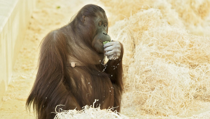 Orang-Utan Familie erwartet Nachwuchs!