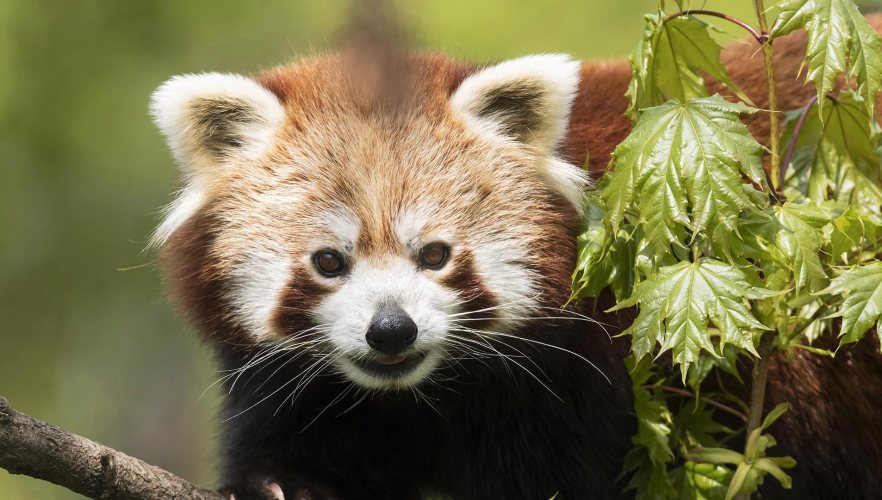 Neuigkeiten bei den Roten Pandas