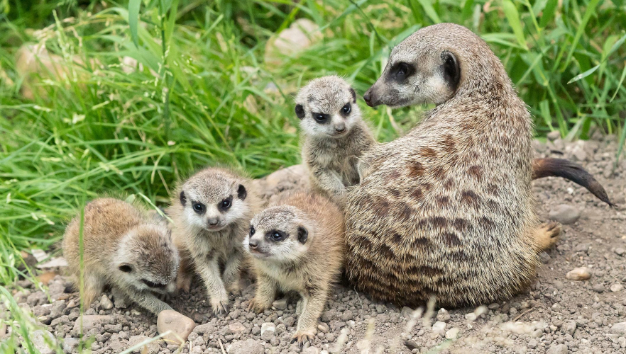 Vierfacher Erdmännchen-Nachwuchs im Tiergarten Schönbrunn