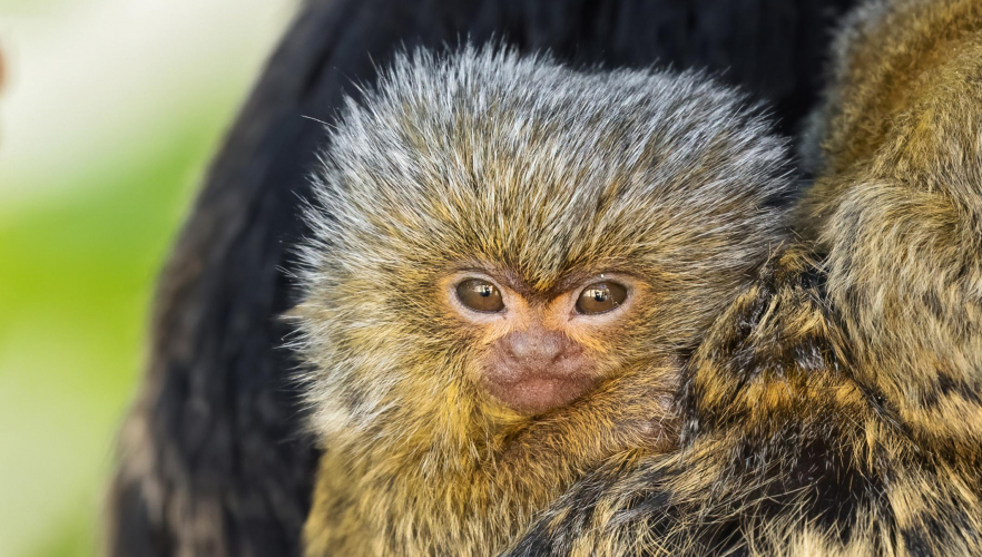 Daumengroßes Affenbaby im Tiergarten Schönbrunn