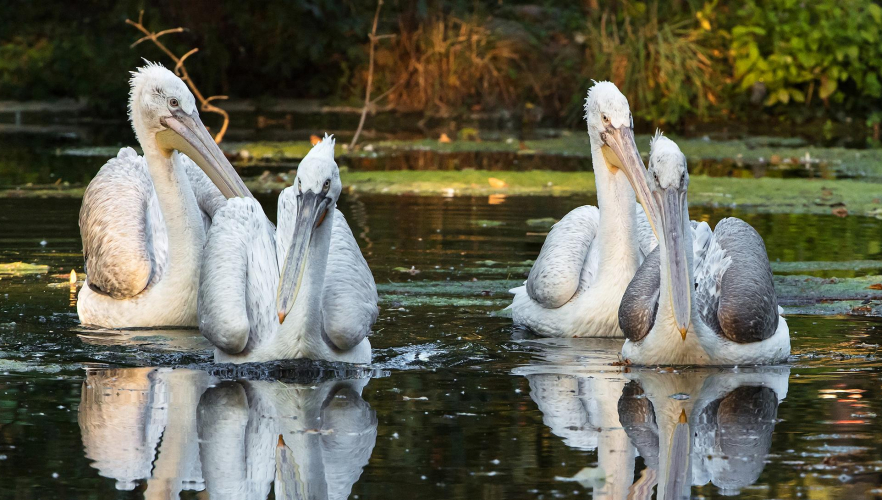 Wieder Pelikane im Tiergarten Schönbrunn